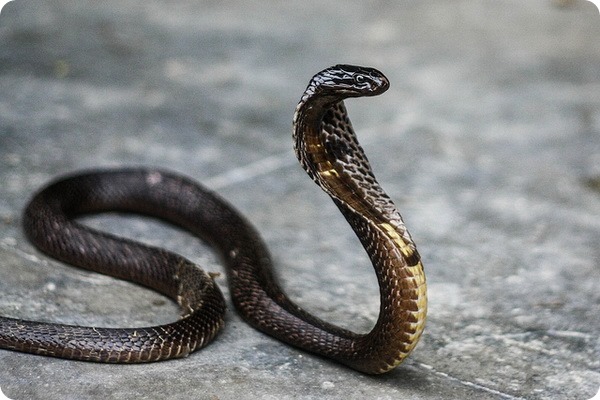 Очкова змія, або індійська кобра