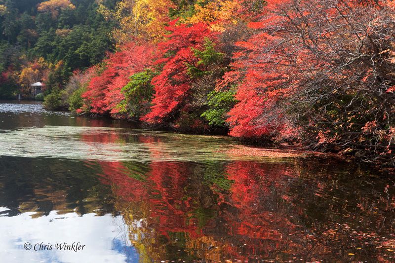 Контрастне поєднання червоного, жовтого і зеленого, озеро Сіракома (Кита-Яцугатаке, префектура Нагано)
