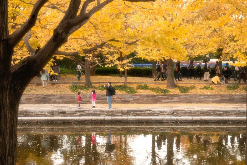 Золоте листя гінкго в меморіальному парку Сева