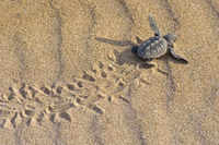 Саме в цій частині острова узбережжі, куди влітку виходять для кладки яєць черепахи «Каретта-Каретта», внаслідок їх великої екологічного значення ретельно охороняється Національним морським парком