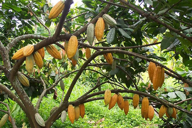 Для дітей це улюблене дерево, тому що дає плоди, з яких робиться смачний напій і шоколад