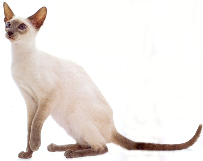 Легка і мініатюрна сіамська кішка з дивовижними блакитними очима відома, мабуть, кожному російській людині, незалежно від того, чи є він справжнім котоманом або, навпаки, кішки не викликають у нього нічого крім бурхливого раздраженія