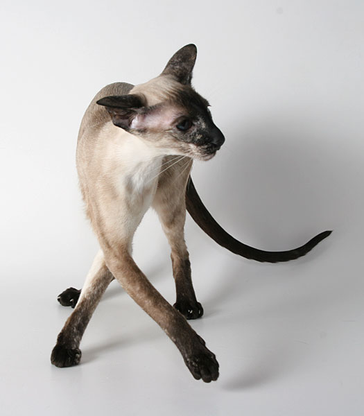 Сіамські кішки з укороченими хвостами не допускаються на виставках до експертизи