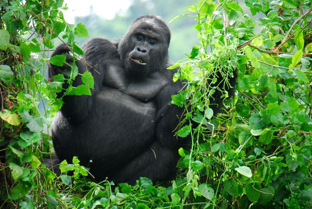 Національний парк «Непрохідний ліс Бвінді» розташований в південно-західній частині Уганди на краю Рифтової долини