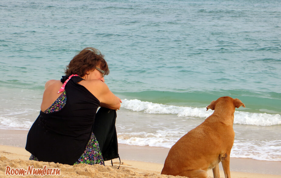 А ще на пляжі Unawatuna багато собак