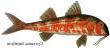 Барабулька (султанка)    Барабулька - рід риб сімейства кефалевих, що нараховує два види