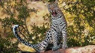 Еще один случай смерти в когтях леопарда