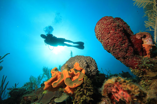 Coral Beach - це пляж в Матансасі, який знаходиться на північ від Куби, як то кажуть в назві, пляж повністю прикрашений рифами і має найбільший кораловий риф на Кубі