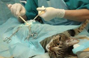 Хірургічне лікування складається з декількох послідовних етапів: підготовки хворої тварини до операції, знеболювання (наркозу) і самого хірургічного втручання