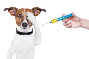 Вакцинація (щеплення) проводиться всім здоровим тваринам в будь-якому віці, починаючи з 2-х місячного віку і потім щорічно