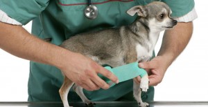 Захворювання опорно - рухового апарату у тварин вивчає особливий розділ хірургії - ортопедія