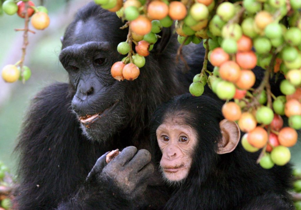 Екваторіальний тропічний ліс Кібале володіє найбільшою концентрацією приматів в світі, в числі яких близько 500 шимпанзе