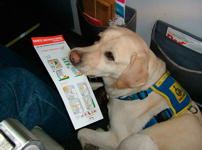 Збираючись зробити перевіз собаки в літаку, слід в першу чергу ознайомитися з правилами авіакомпанії, яка здійснює переліт