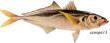 Цей рід риб (Trachinotus) складається з 10 видів морських риб загону окунеподібних
