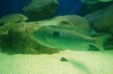 Морський окунь (смарида)    Морський окунь - загальна назва 90 видів промислових риб сімейства серанідових
