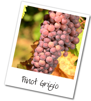 і вино з нього   Піно грі / Гріджо (або гріджіо, як невірно пишуть в російських джерелах) - сорт формально білого винограду з рожевою шкіркою