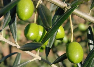 І якщо ви перебуваєте на території Паллини або Олинф - районах виробництва найякіснішого оливкового масла в Греції, - то купите не баночку, а п'ятилітрову каністру, про що абсолютно не пошкодуєте